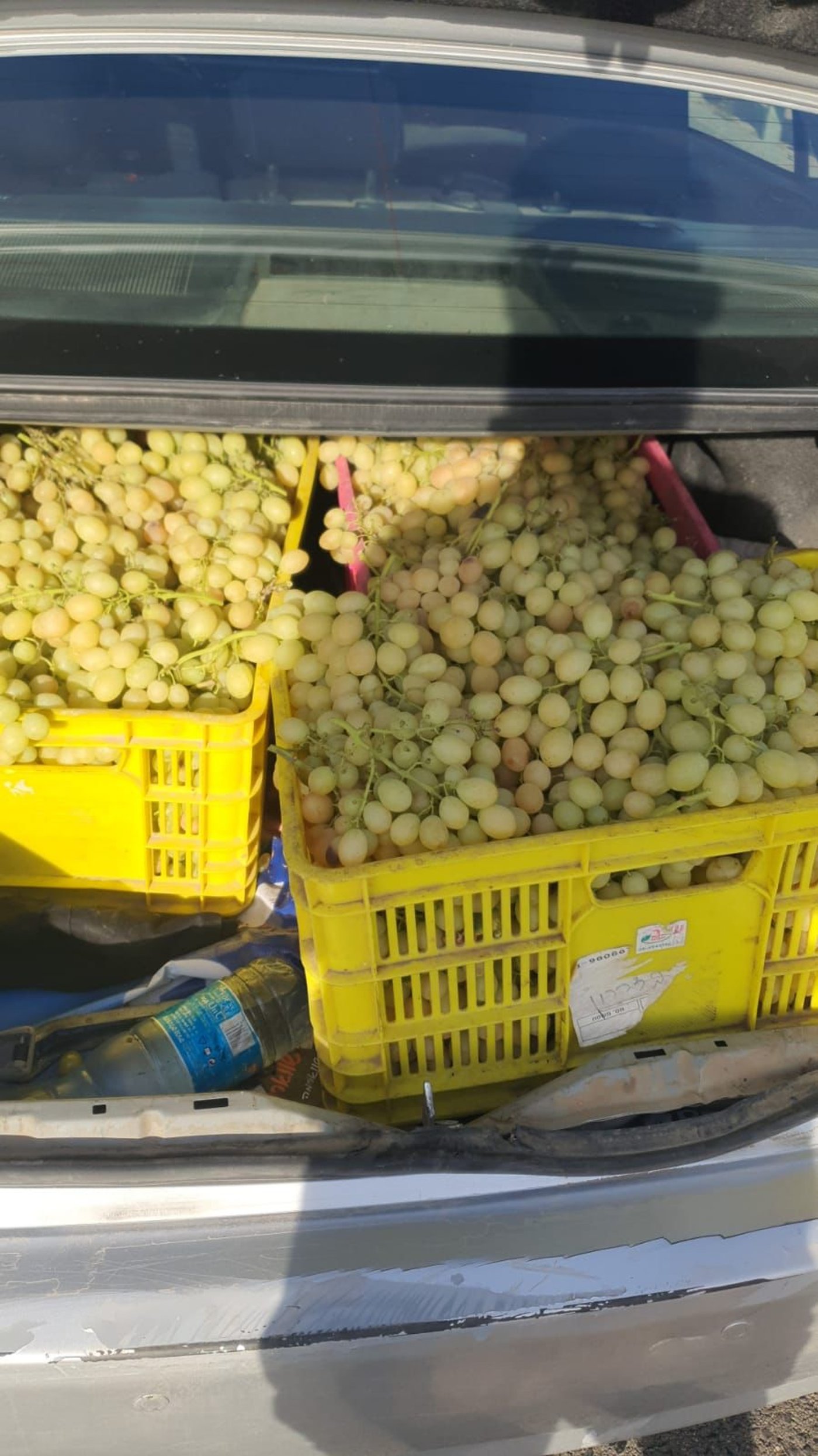הבלשים תפסו תושב רהט: חשוד בגניבת 160 ק"ג ענבים