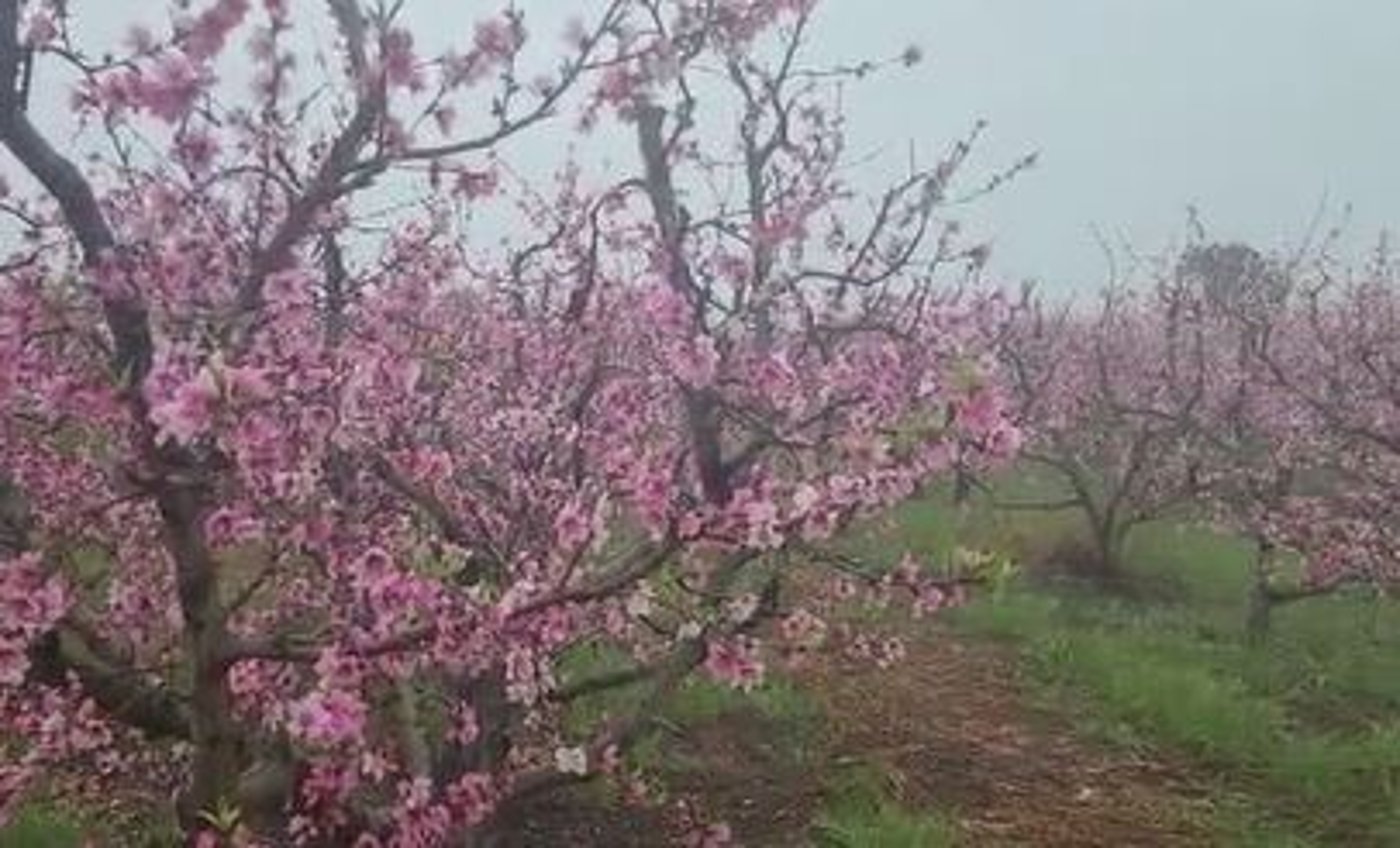 גשמי ברכה? "במידה והגשם ימשך יום יומיים לא יהיה נזק"
