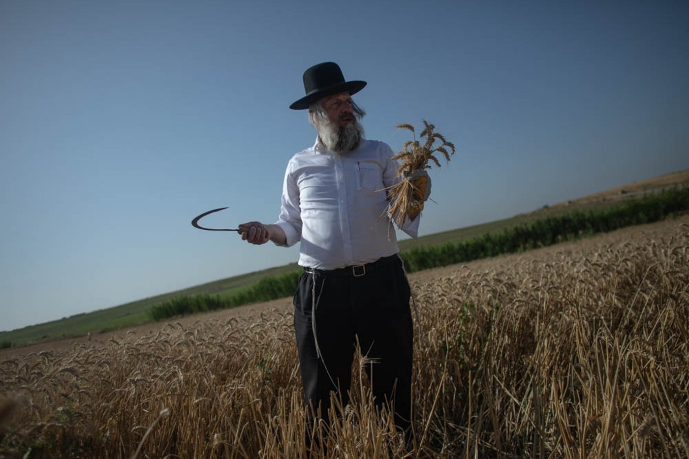 תיעוד מיוחד: האברכים יצאו לקציר חיטים
