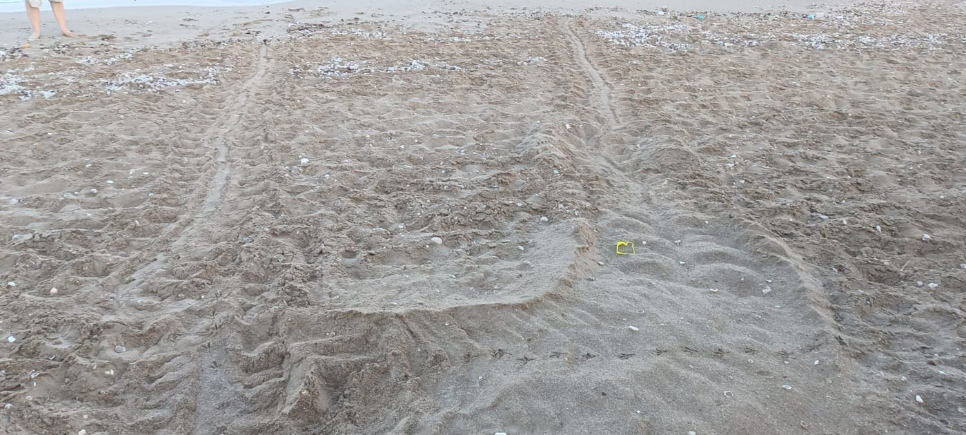 באזור חיפה: מתנדבים מצאו שני קינים של נקבת צב ים חומה
