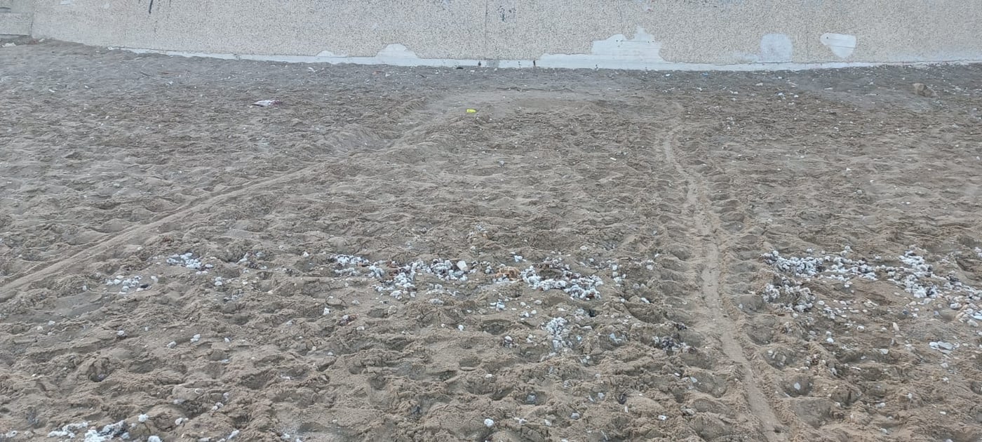 באזור חיפה: מתנדבים מצאו שני קינים של נקבת צב ים חומה
