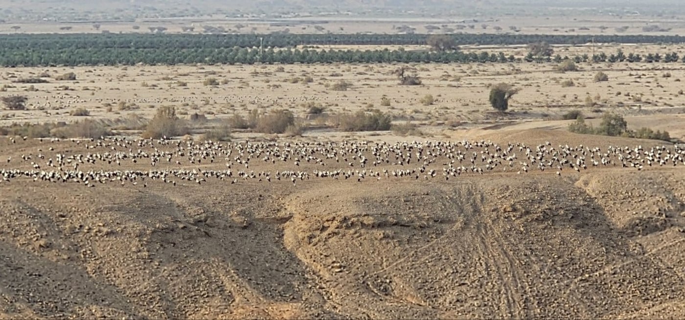 חסידות במאגר עין יהב