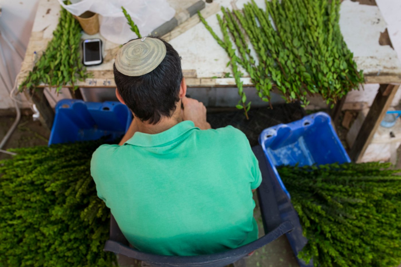 מכירת הדסים