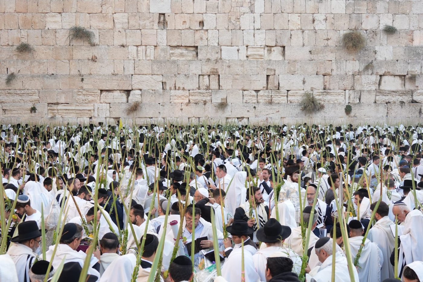 תיעוד: גלרייה אומנותית מרהיבה מהושענא רבא בכותל 