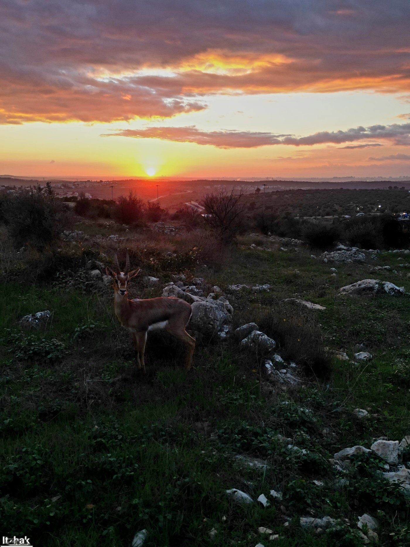צבי אל מול השקיעה ליד שכונת ברכפלד