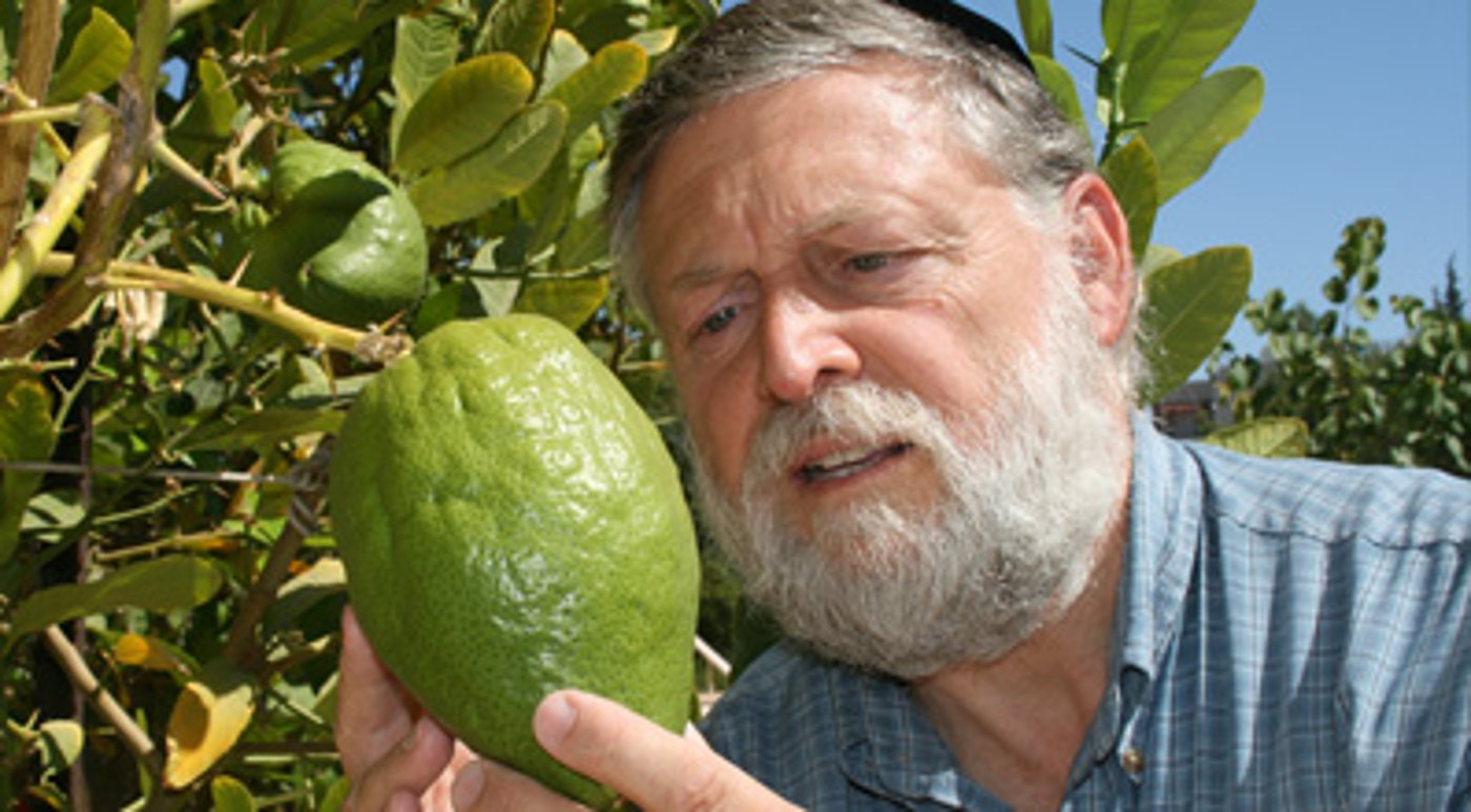 פרי הדר, עסק נהדר
