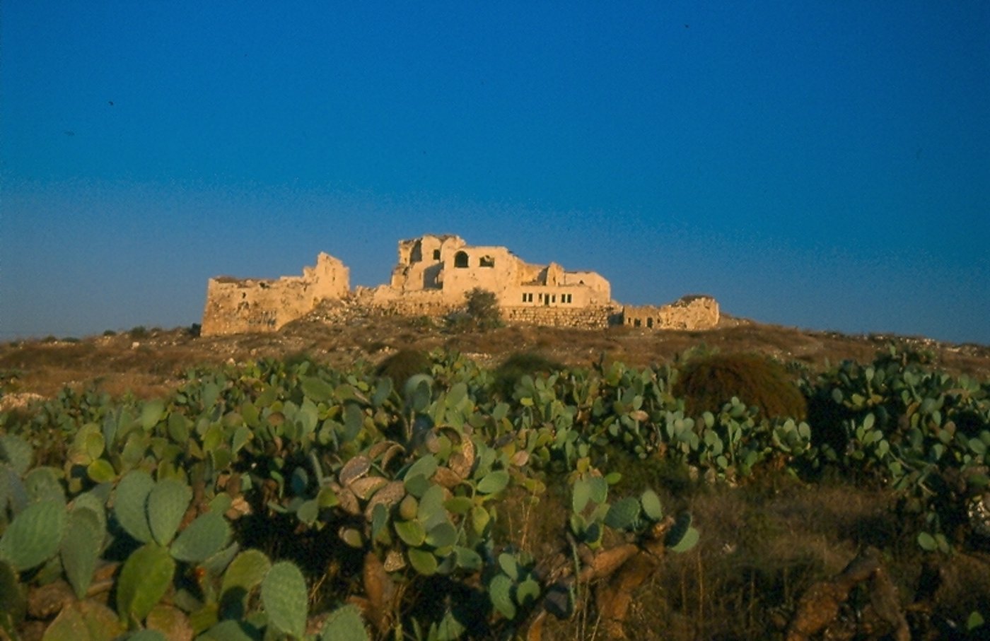 מגדל צדק.