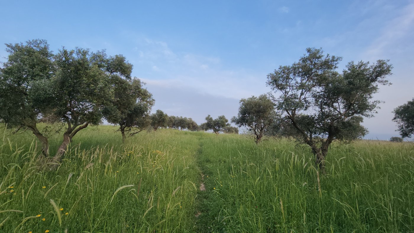 שבילי חירבת כפר רות