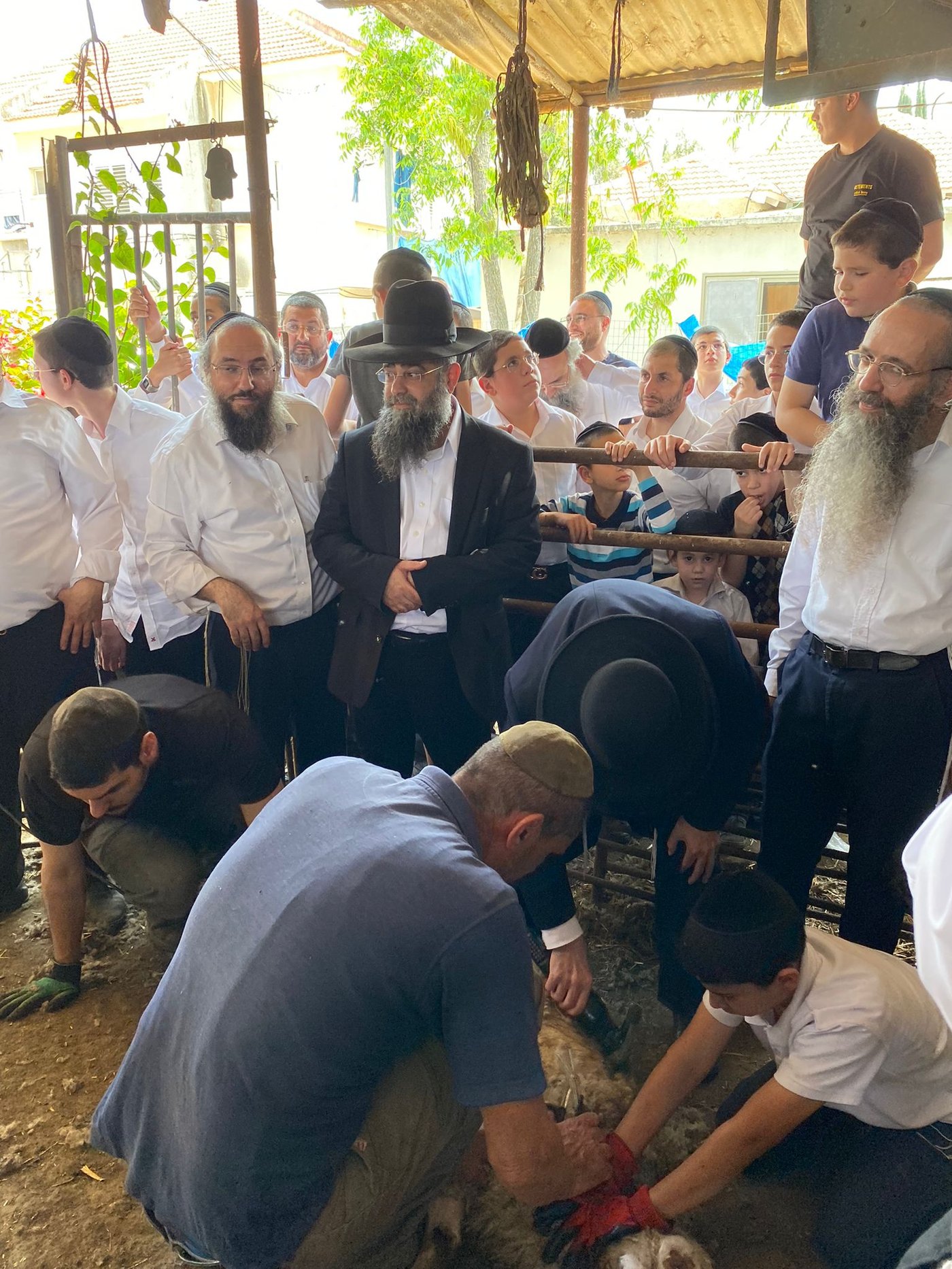 הגר"ד בצרי במצוות 'ראשית הגז'