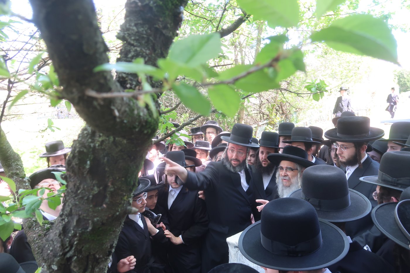 האדמו"ר מסאטמאר בברכת האילנות