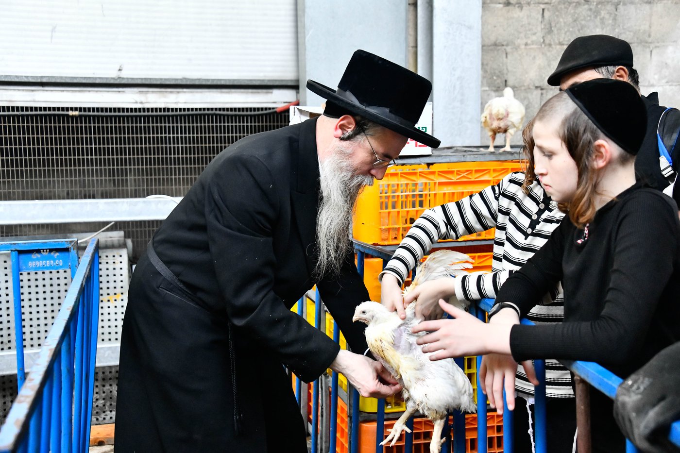 מנהג כפרות בבני ברק 