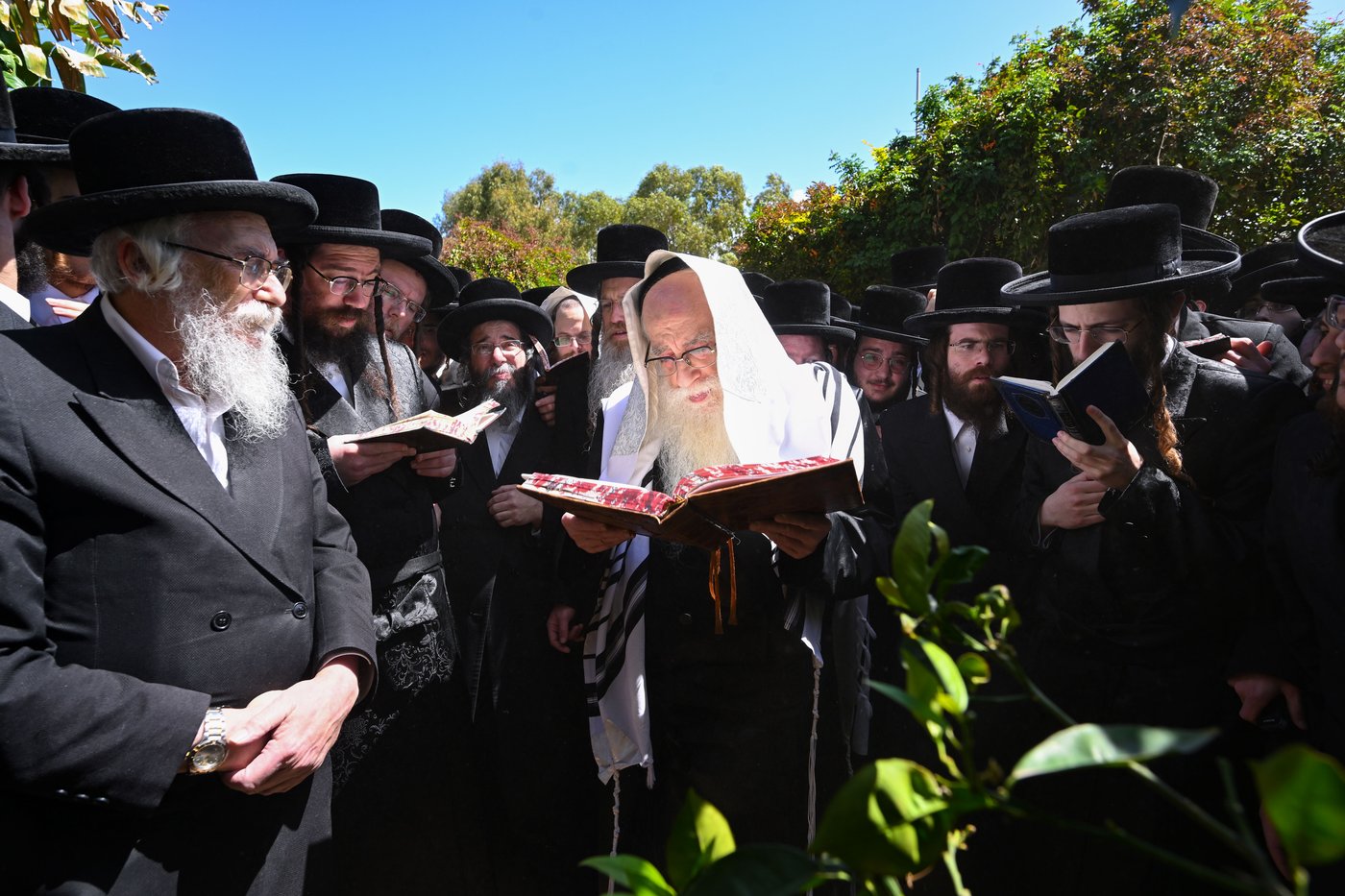 האדמו"ר מצאנז בברכת האילנות