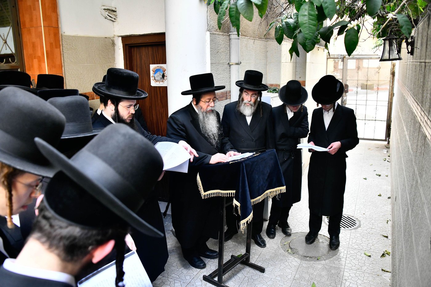 האדמו"ר משבט הלוי בברכת האילנות 