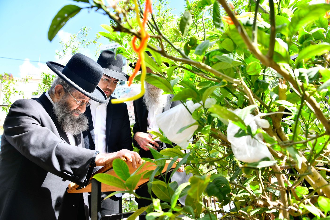 הגאון רבי מסעוד בן שמעון בברכת האילנות