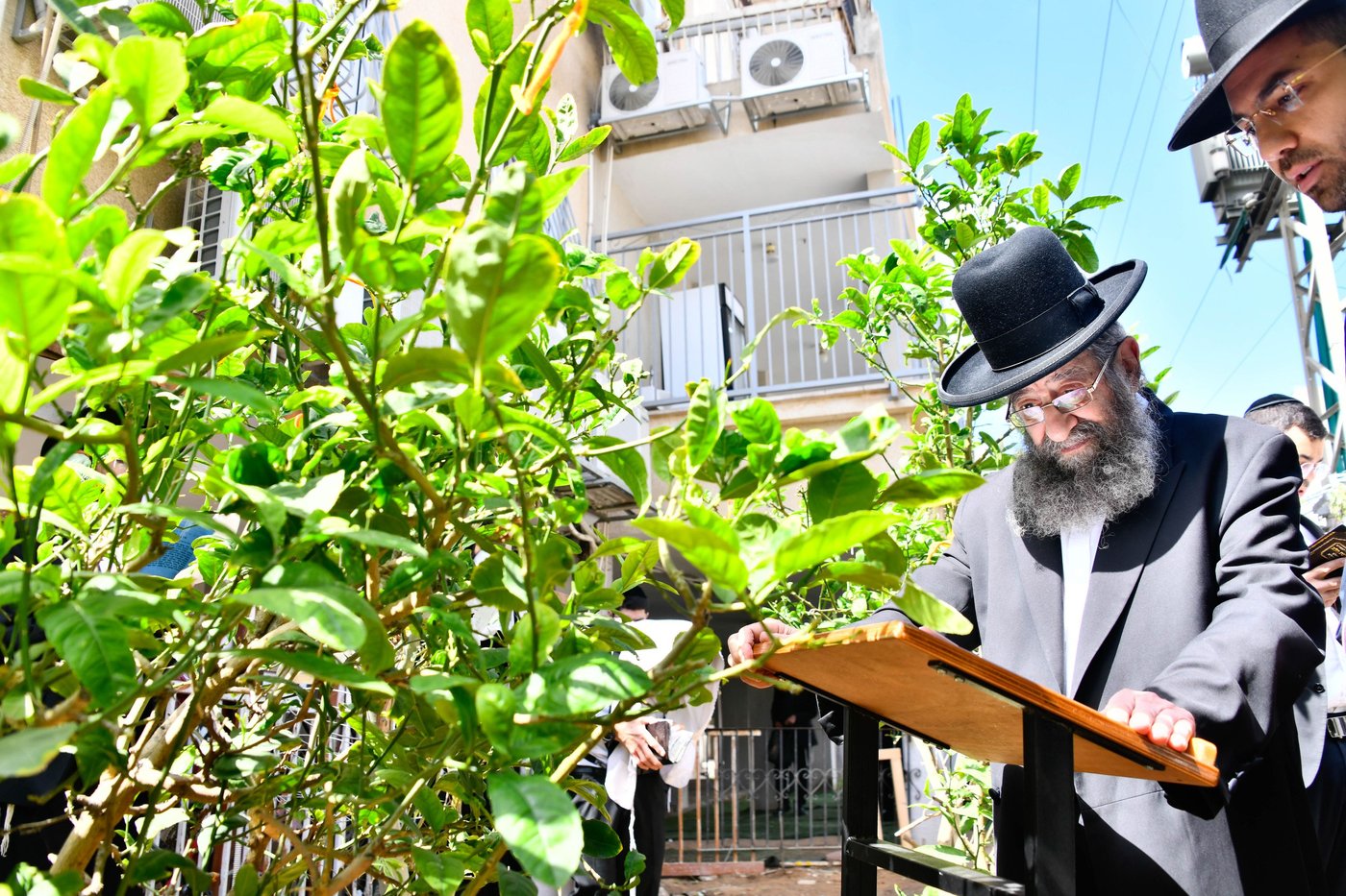 הגאון רבי מסעוד בן שמעון בברכת האילנות
