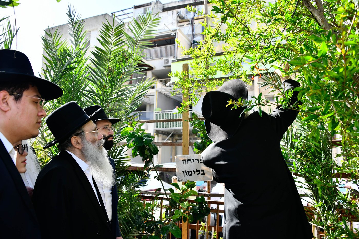 הגר"ש שטיינמן בברכת האילנות