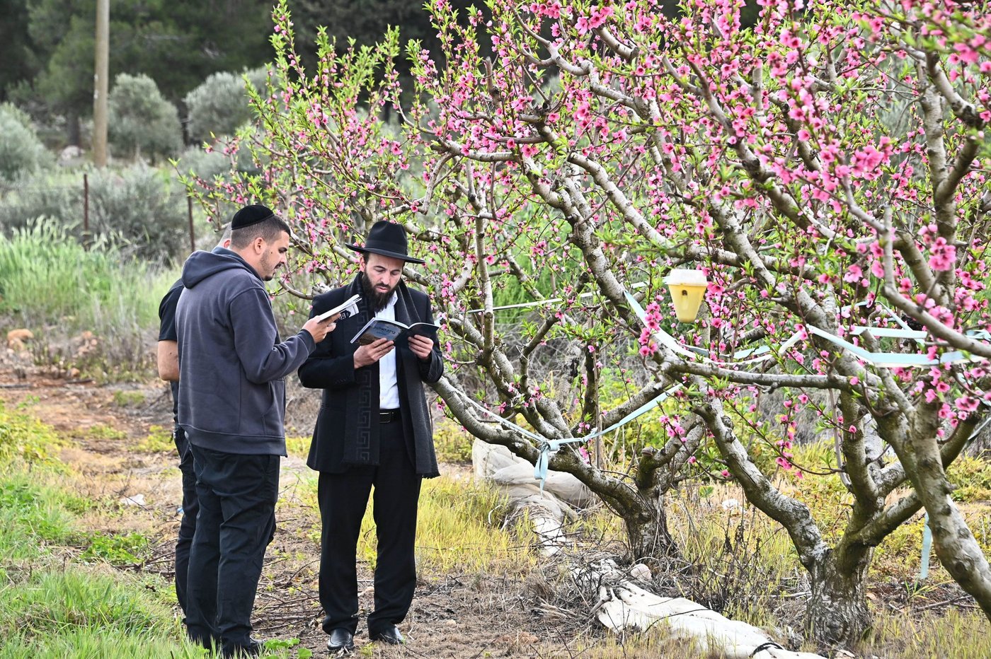 תושבי בני ברק בברכת האילנות