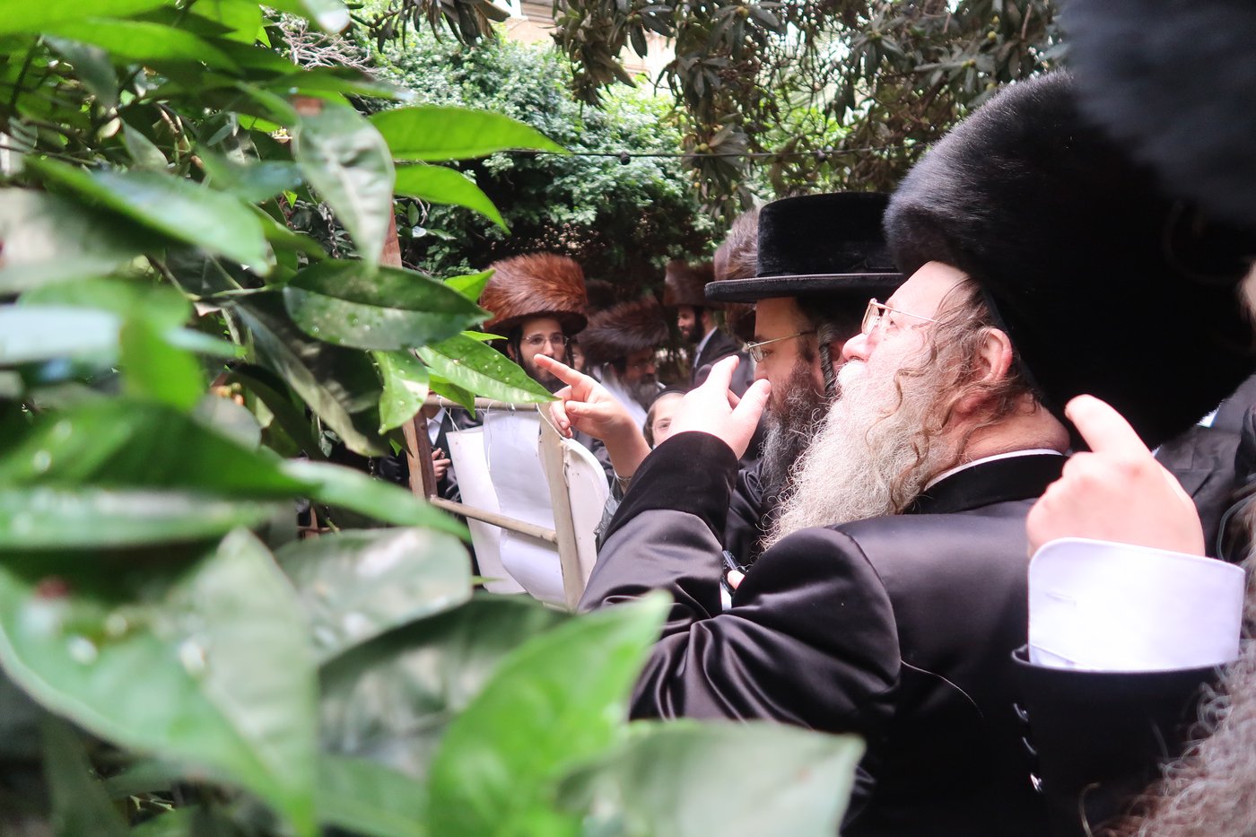 האדמו"ר מקוזמיר בברכת האילנות