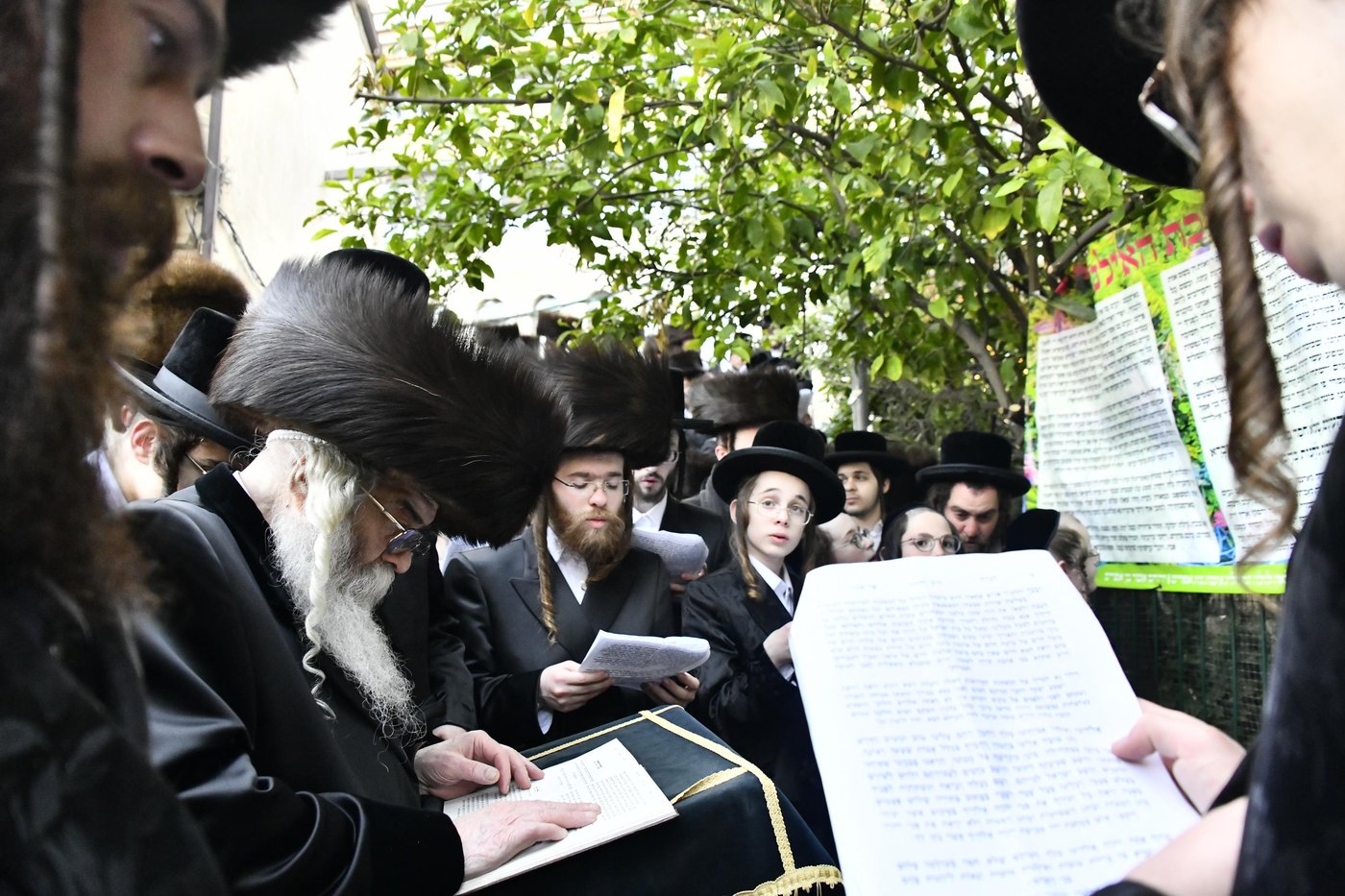 האדמו"ר מקרעטשניף י-ם בברכת האילנות