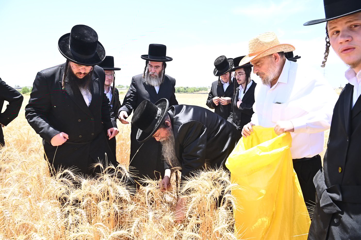 האדמו"ר משבט הלוי בקצירת חיטים