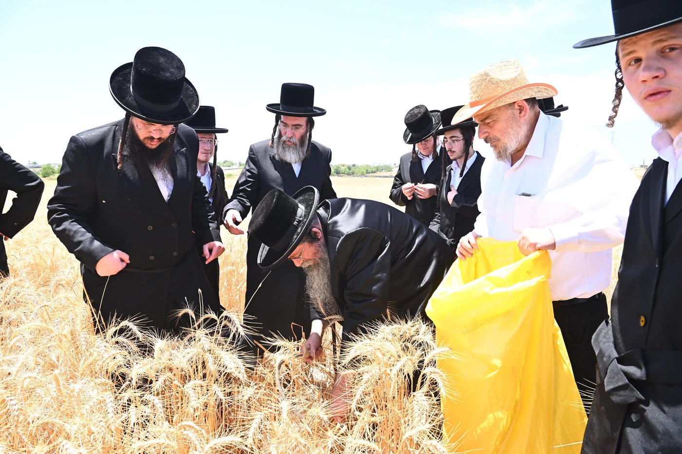 האדמו"ר משבט הלוי בקצירת חיטים