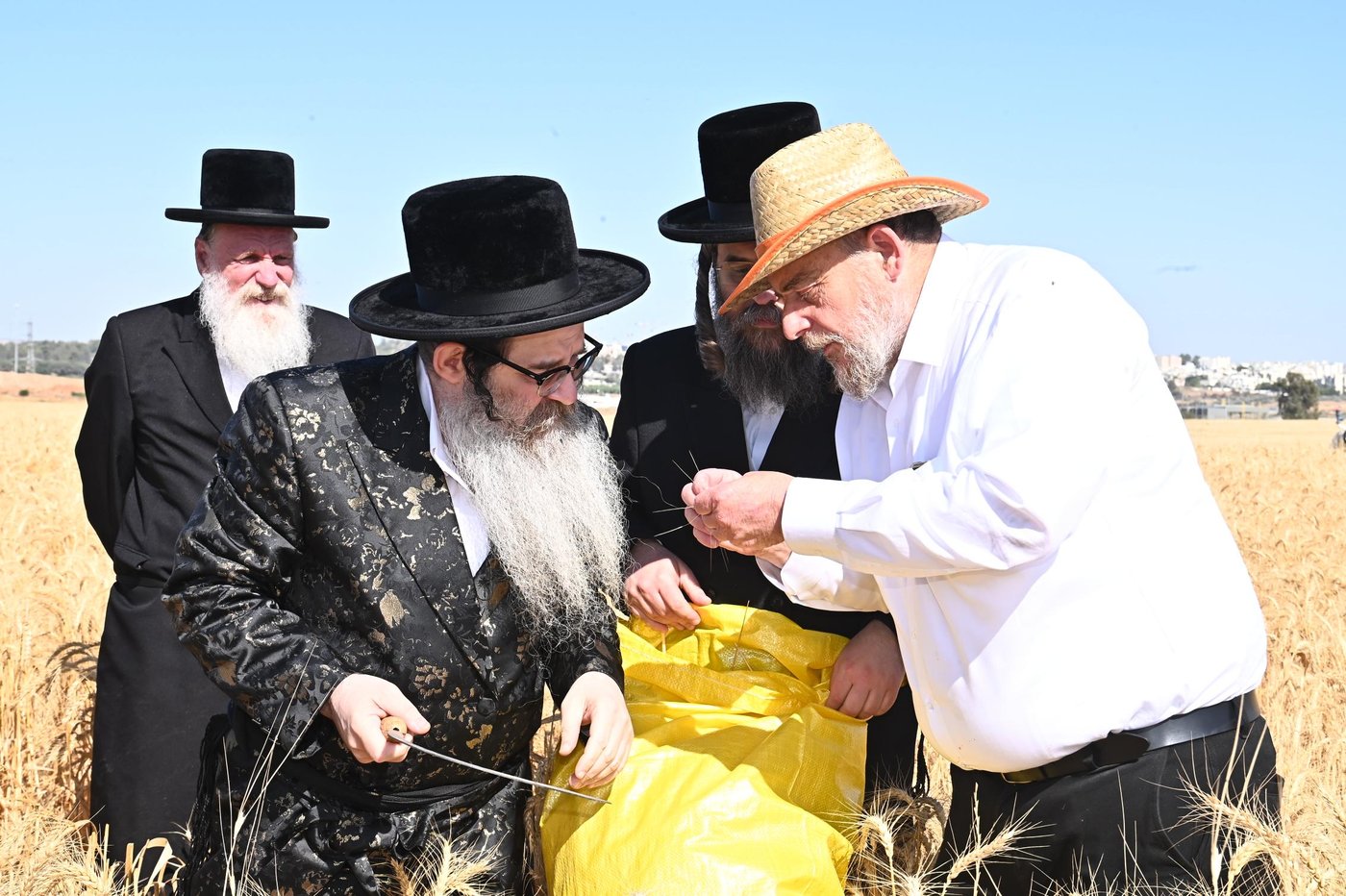 האדמו"ר מנדבורנה אלעד בקצירת חיטים