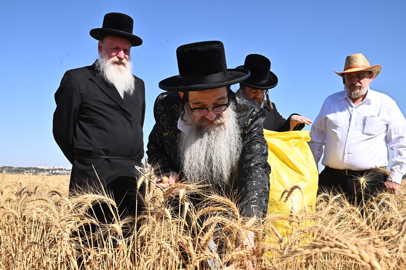 האדמו"ר מנדבורנה אלעד בקצירת חיטים