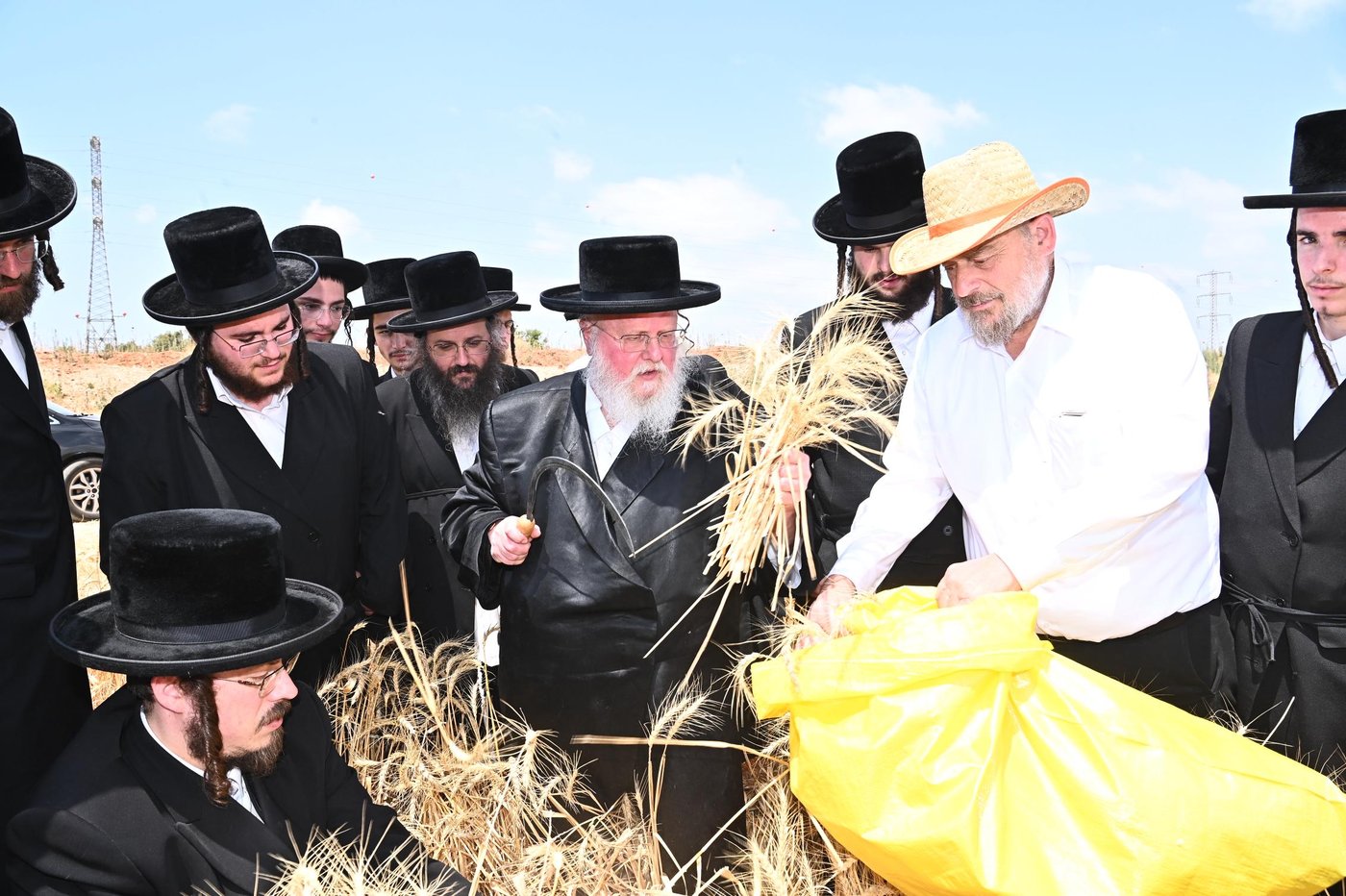 האדמו"ר מסאסוב בקצירת חיטים
