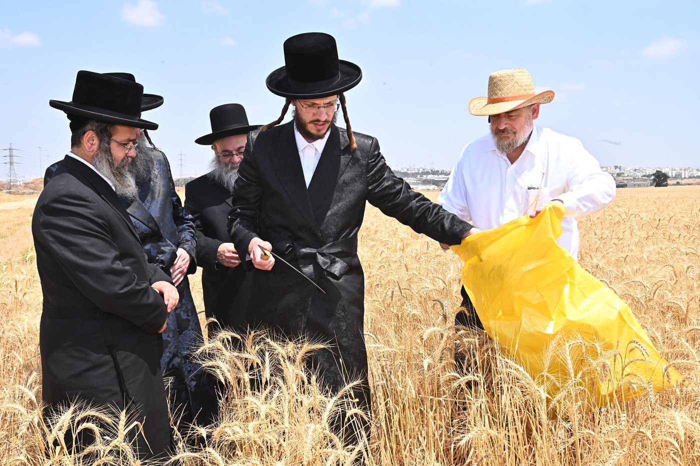 האדמו"ר מביטשקוב בקצירת חיטים