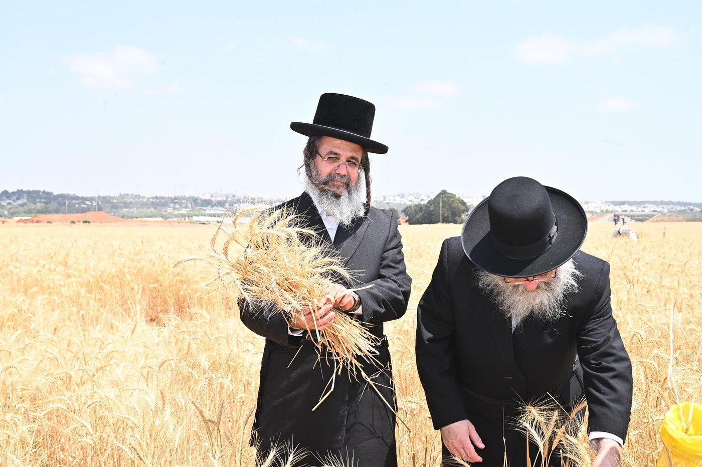 האדמו"ר מביטשקוב בקצירת חיטים