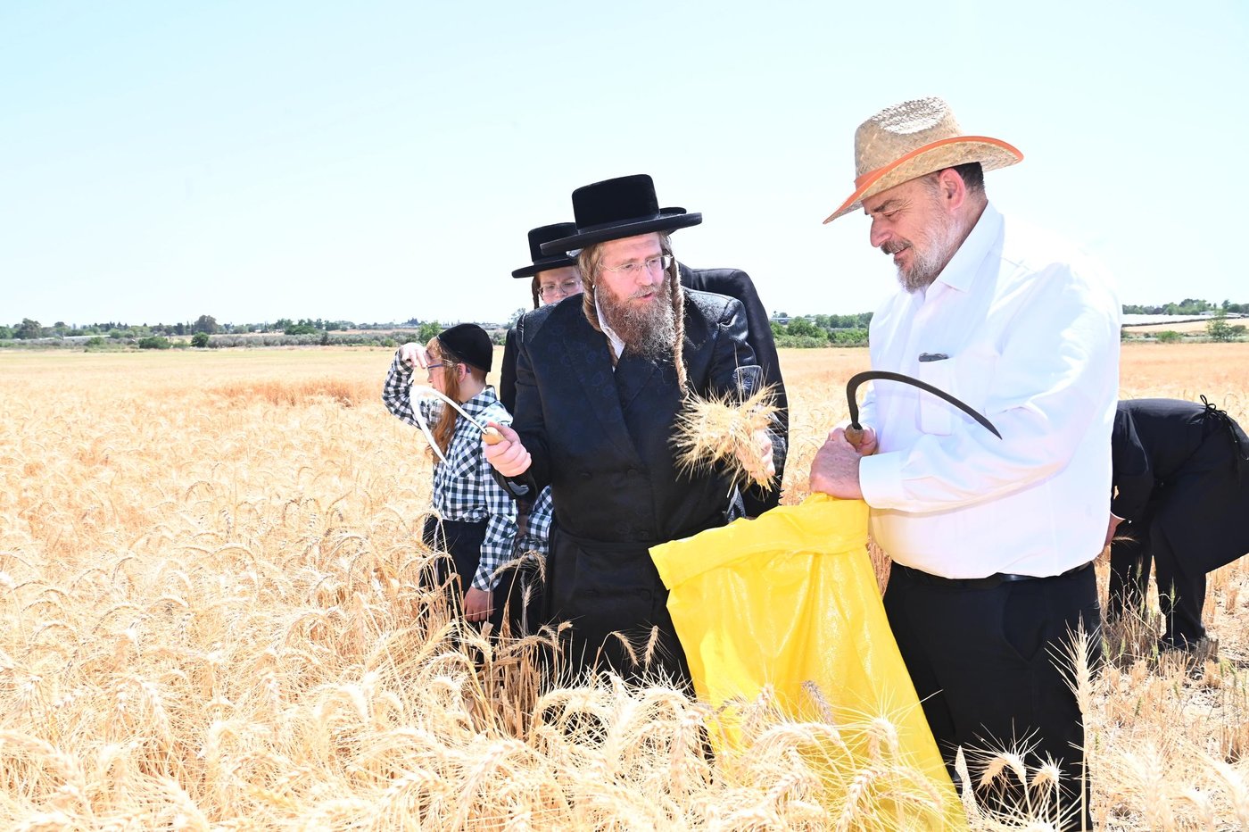 האדמו"ר משומרי אמונים בקצירת חיטים