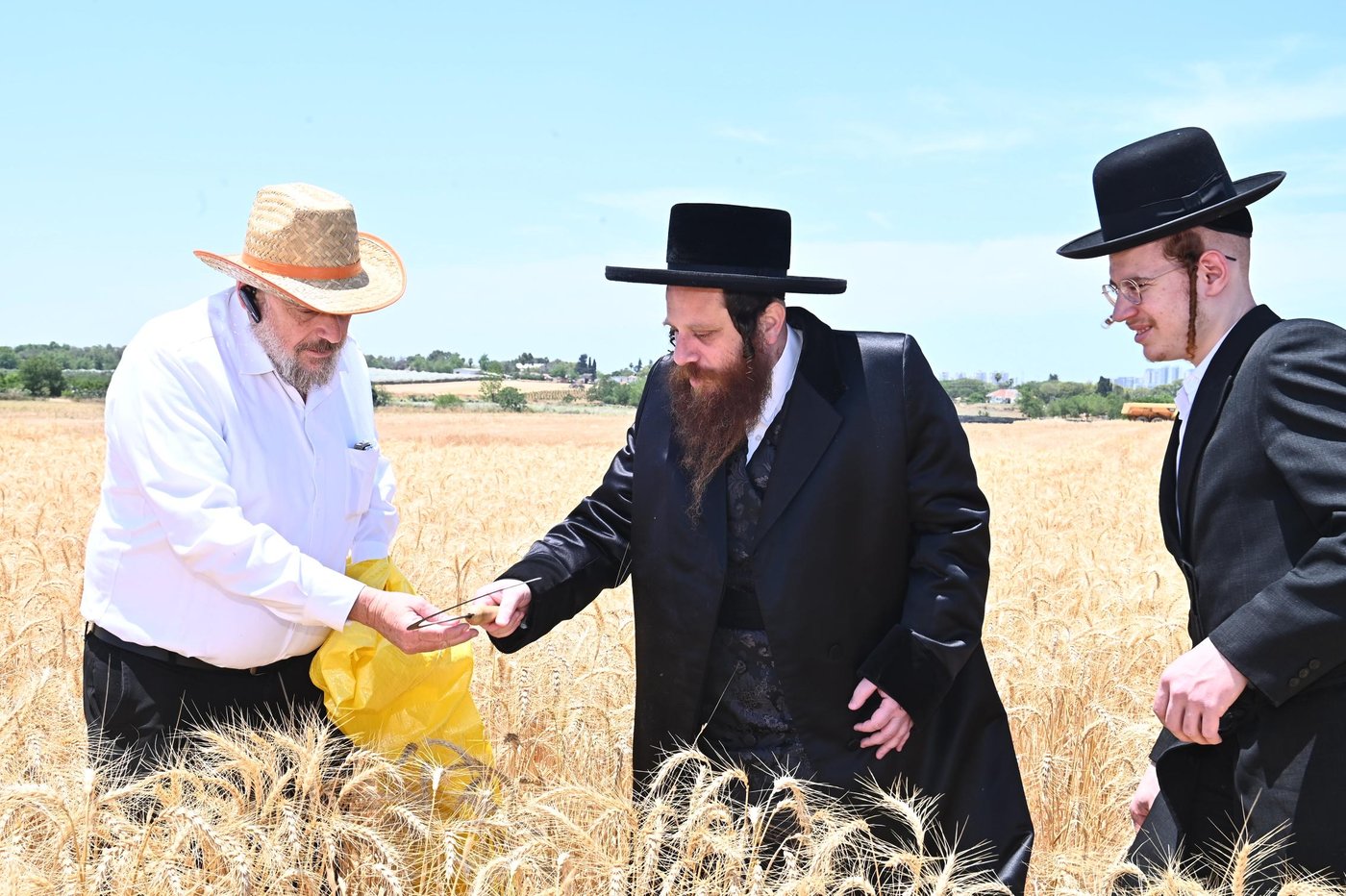 האדמו"ר ממיאלען בקצירת חיטים