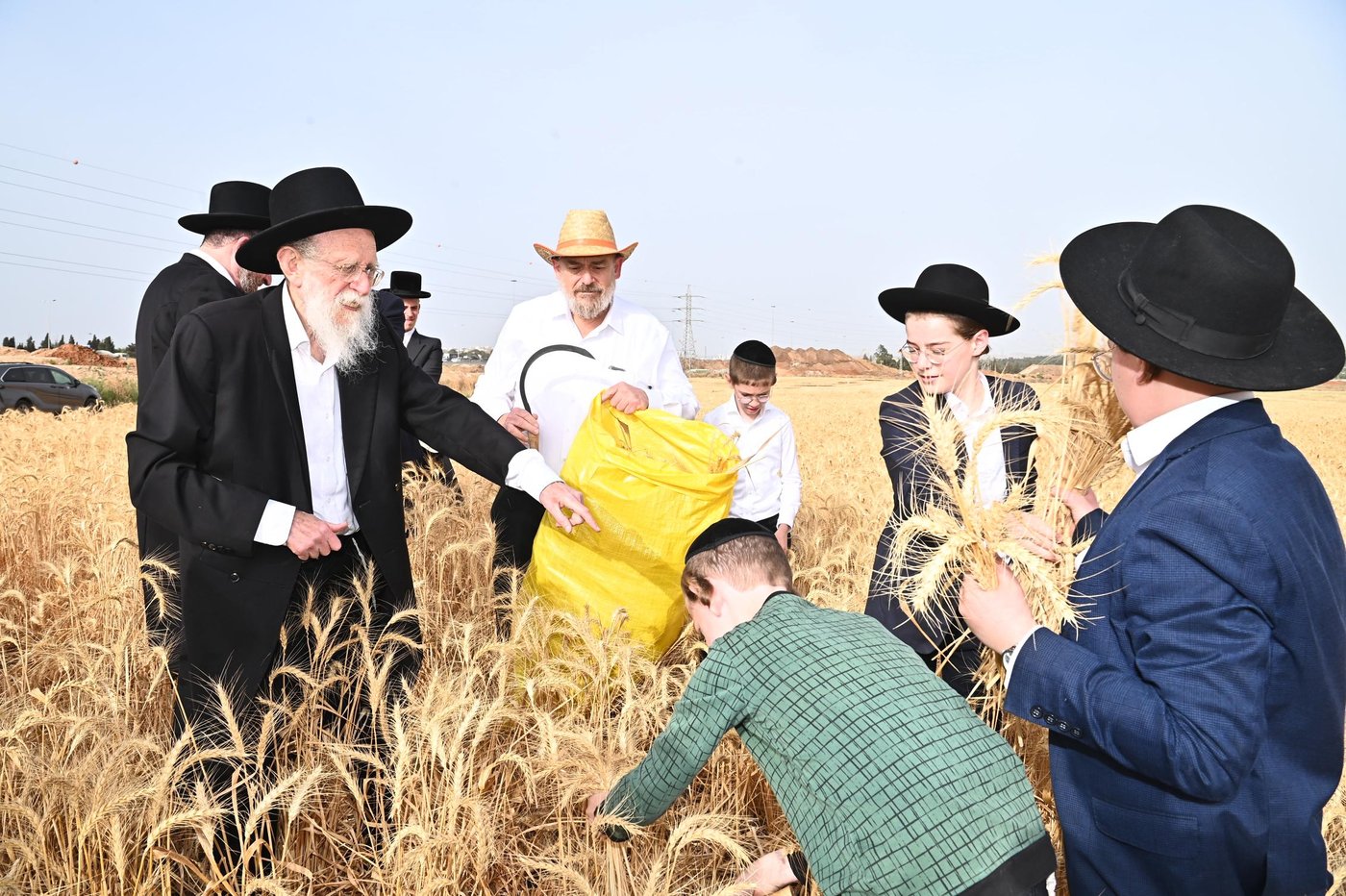הגר"ש גלאי בקצירת חיטים