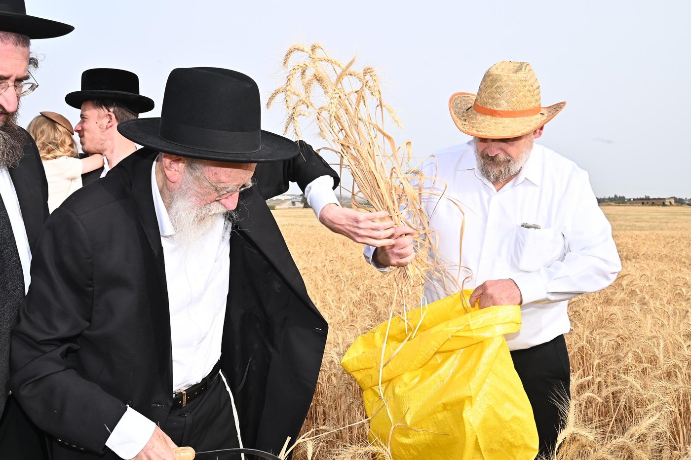 הגר"ש גלאי בקצירת חיטים