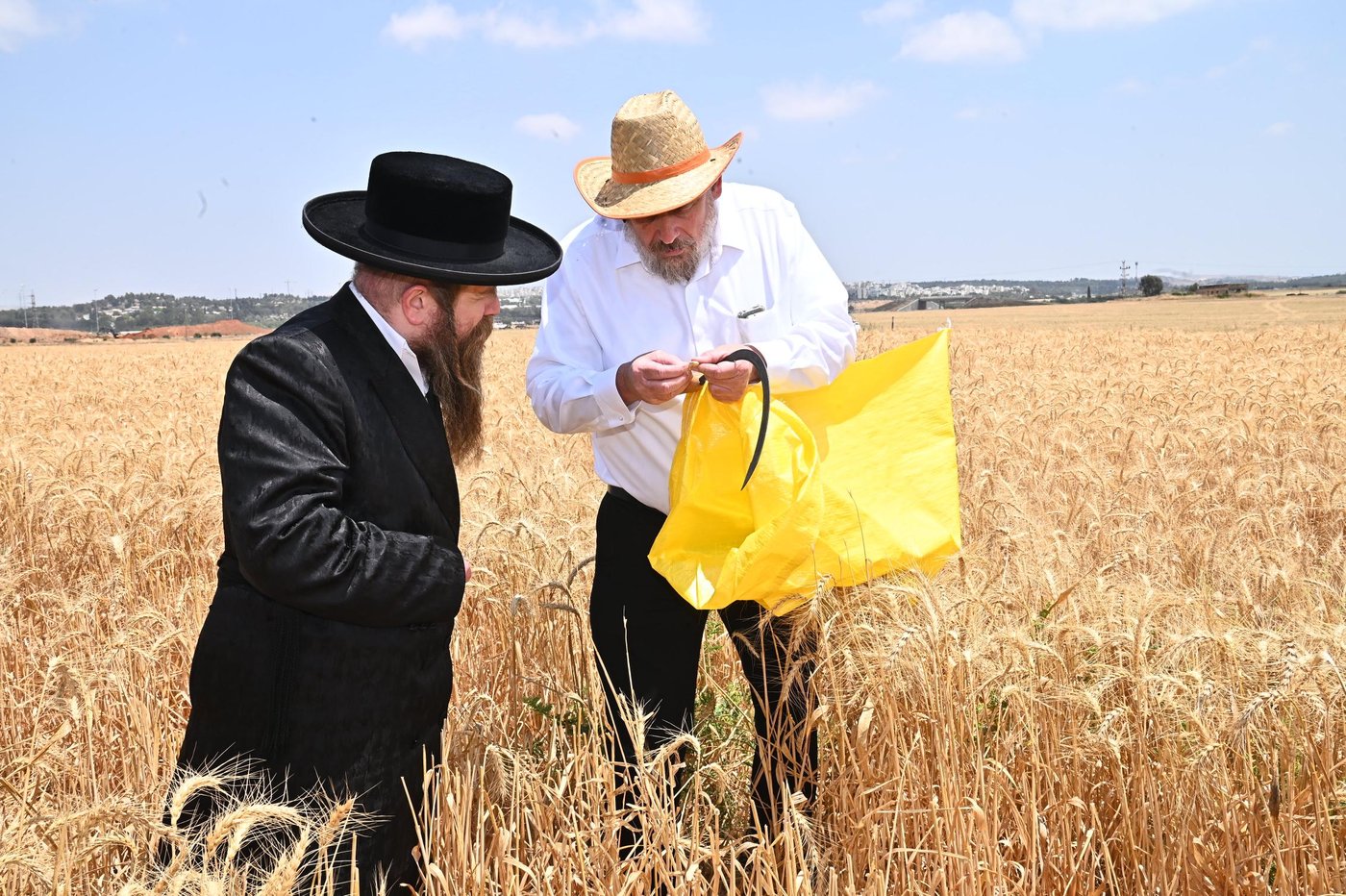 הגה"צ רבי דוד משה רוזנבוים אב"ד קרעטשניף בקצירת חיטים