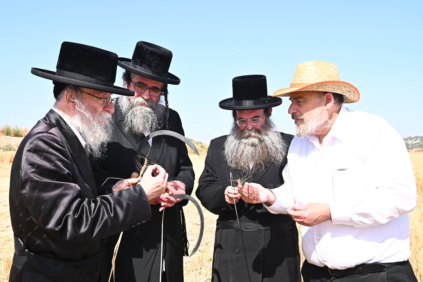 בד"ץ מחזיקי הדת דחסידי בעלזא בקצירת חיטים
