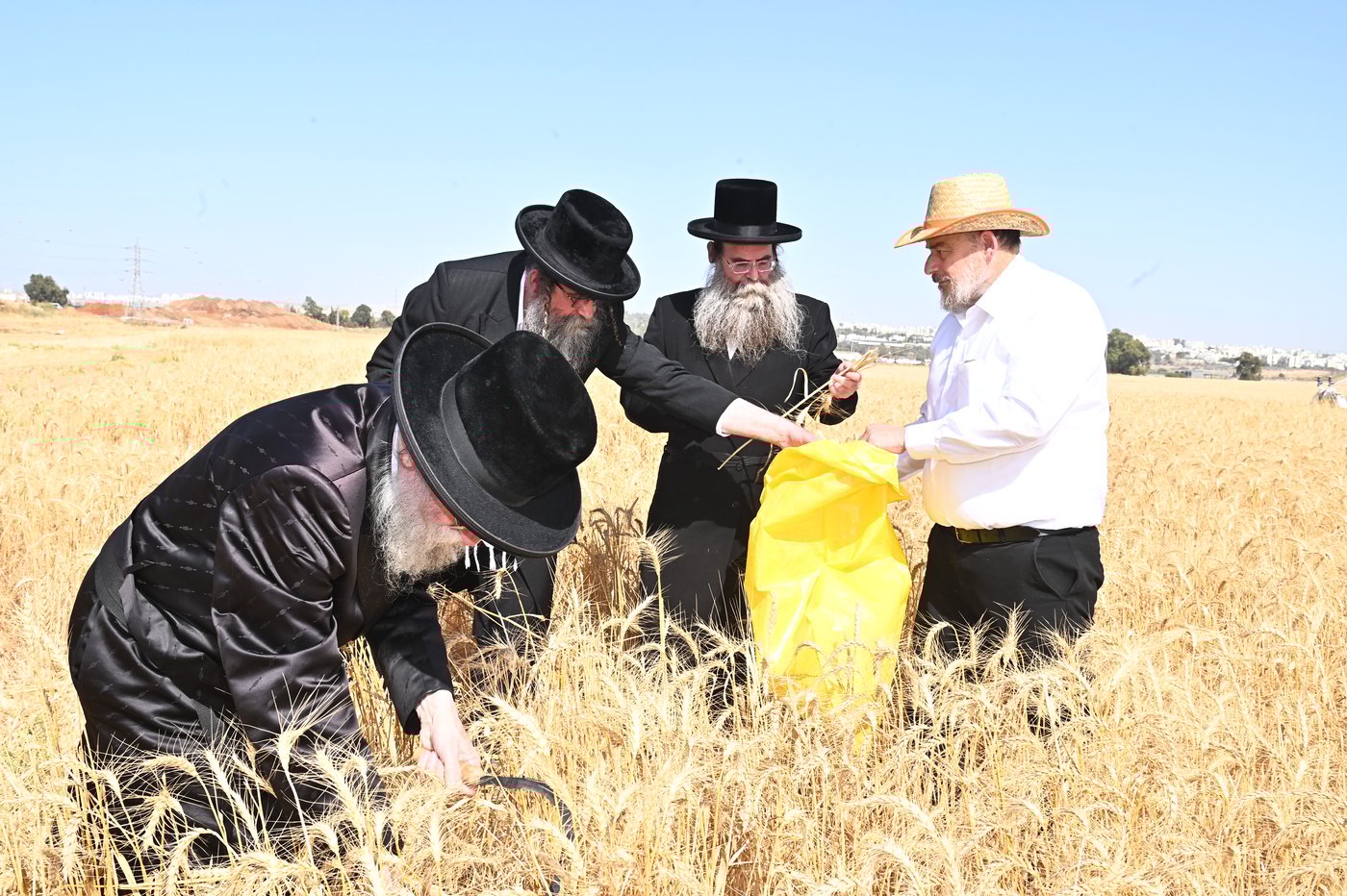 בד"ץ מחזיקי הדת דחסידי בעלזא בקצירת חיטים
