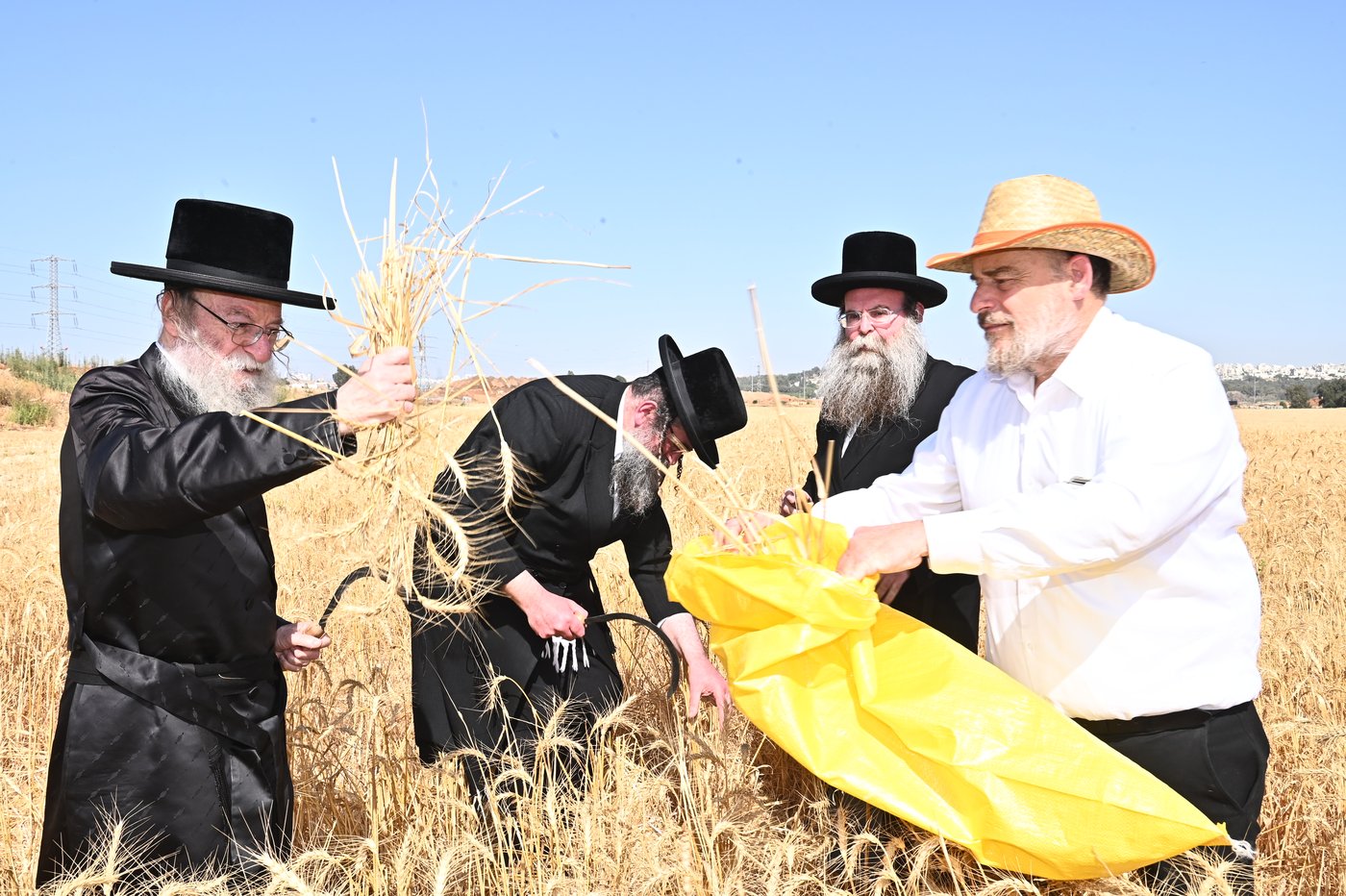בד"ץ מחזיקי הדת דחסידי בעלזא בקצירת חיטים