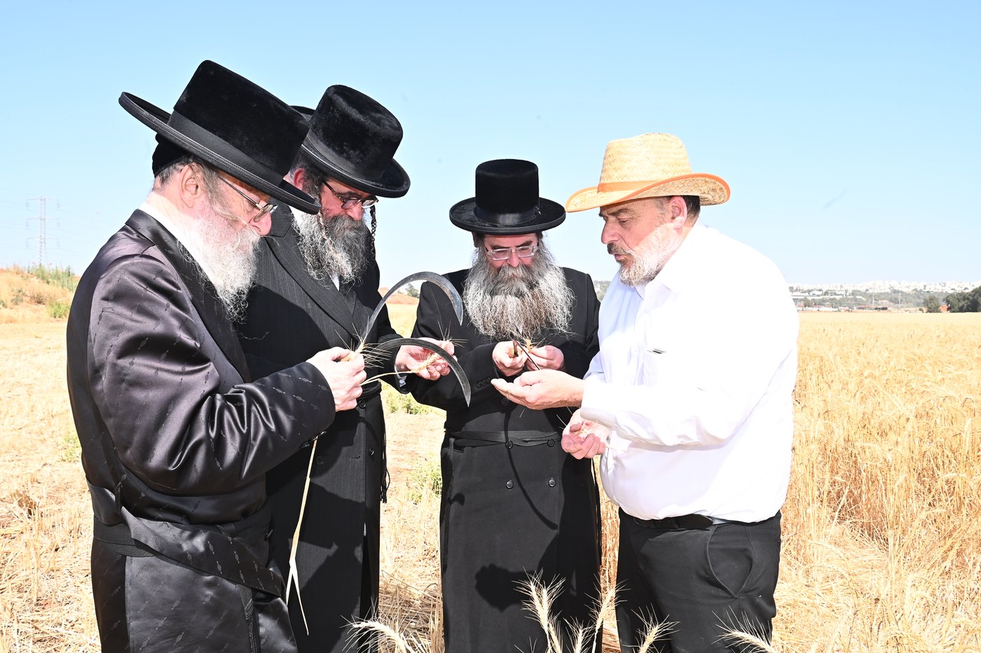 בד"ץ מחזיקי הדת דחסידי בעלזא בקצירת חיטים