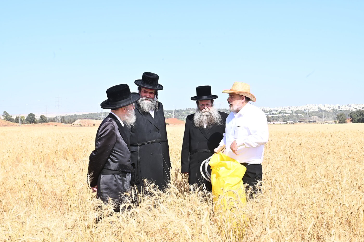 בד"ץ מחזיקי הדת דחסידי בעלזא בקצירת חיטים