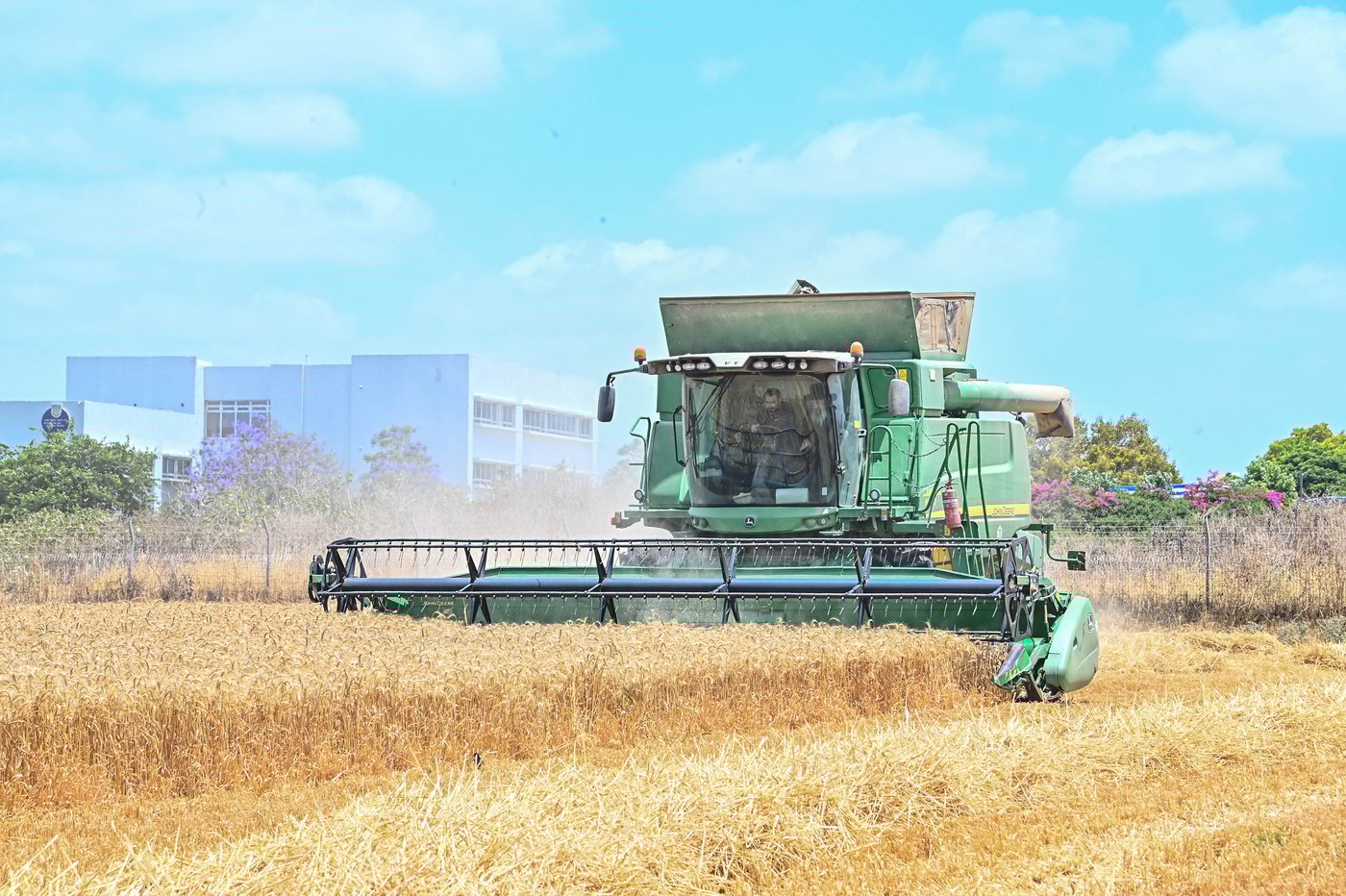 האדמו"ר מלעלוב בקצירת חיטים