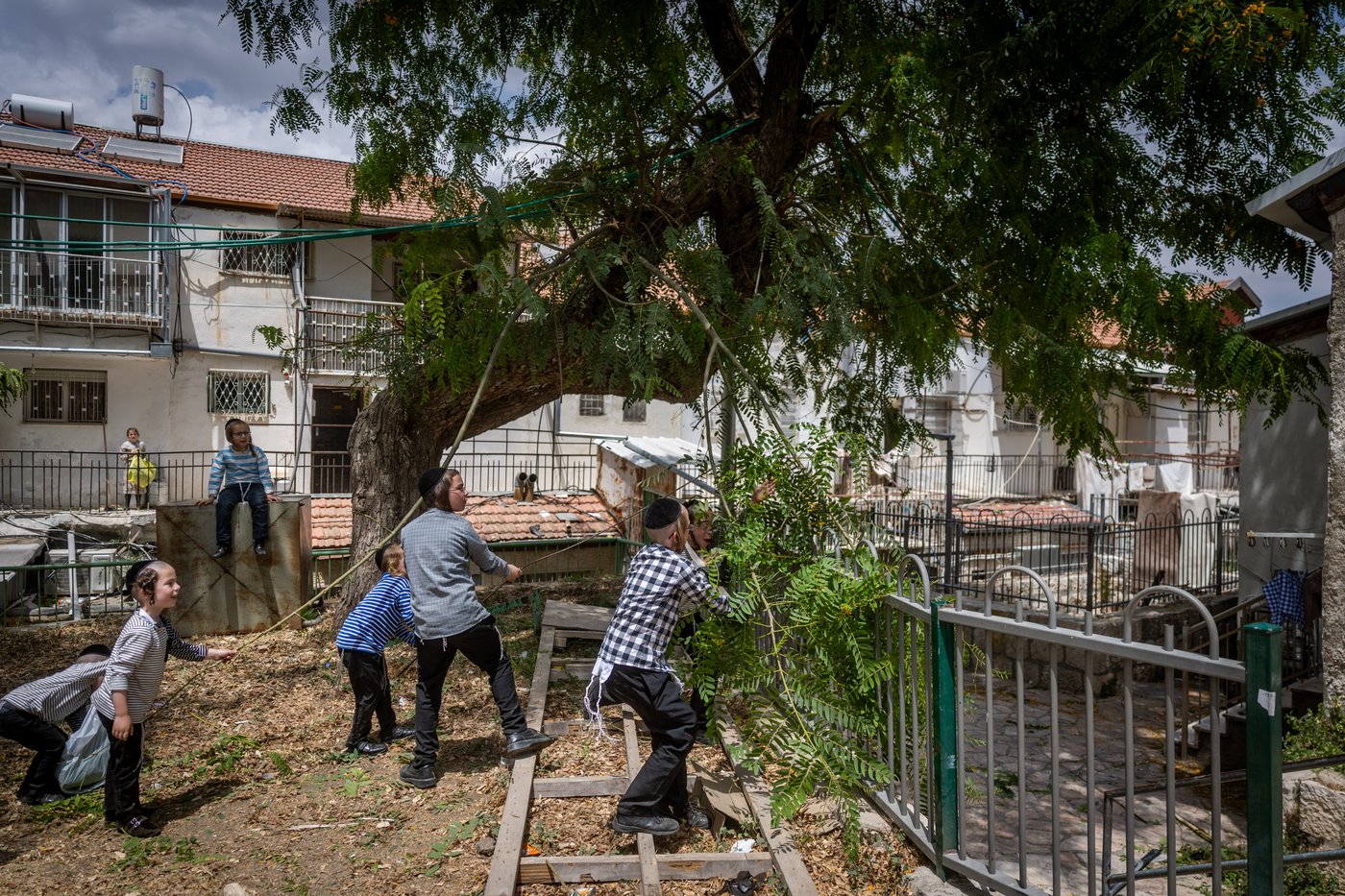 ילדים אוספים ענפים במאה שערים לקישוט הבית לחג השבועות