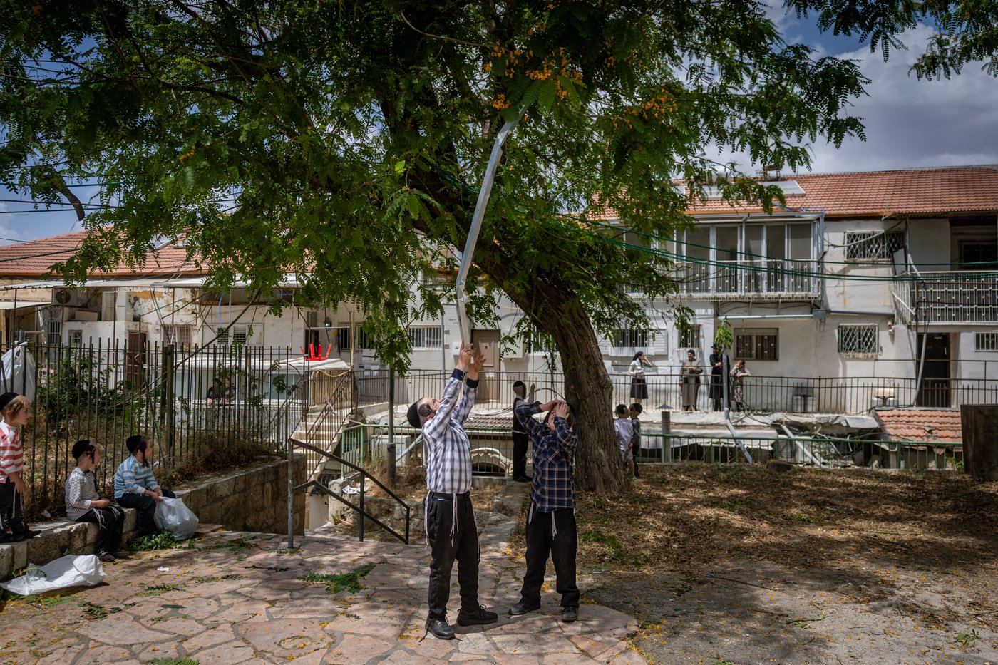 ילדים אוספים ענפים במאה שערים לקישוט הבית לחג השבועות