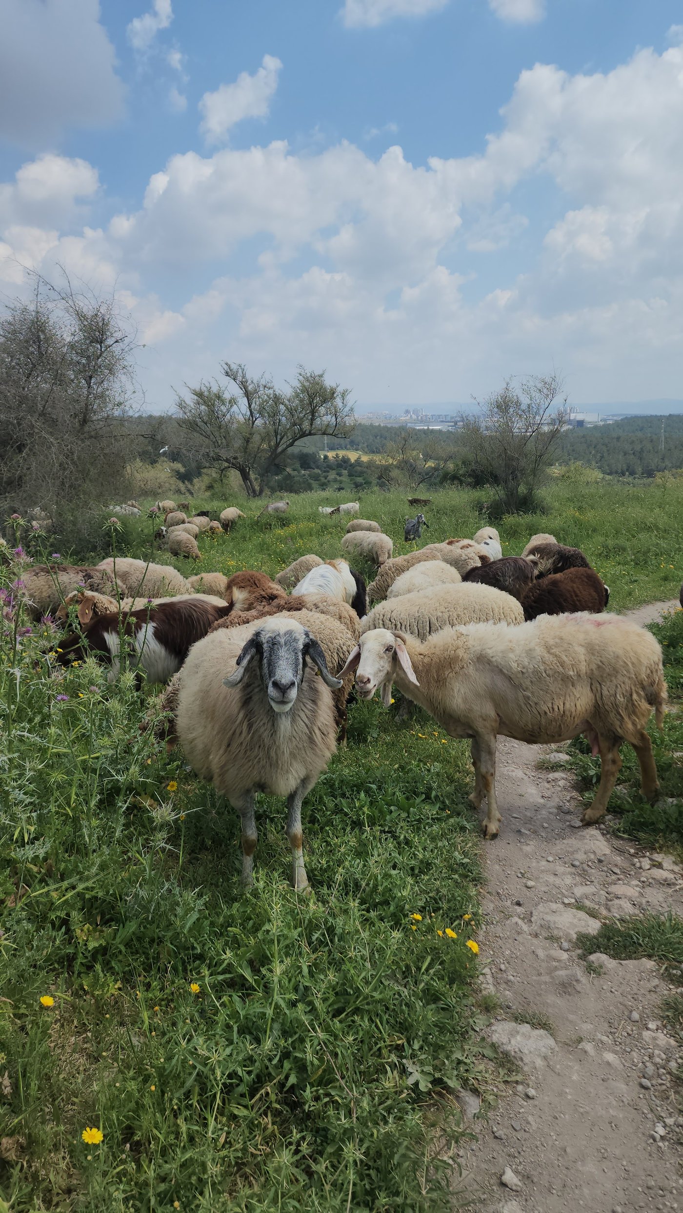 'מעלות יהונתן' - תצפית השנים מתל גמזו