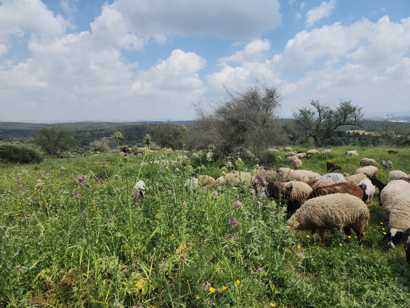 'מעלות יהונתן' - תצפית השנים מתל גמזו
