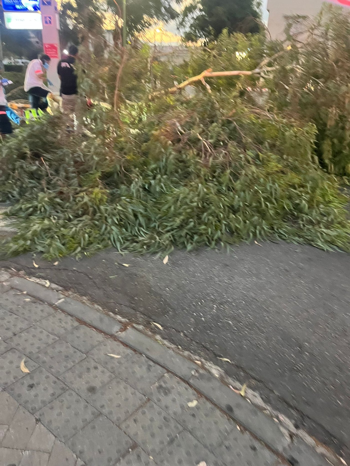 העץ שקרס
