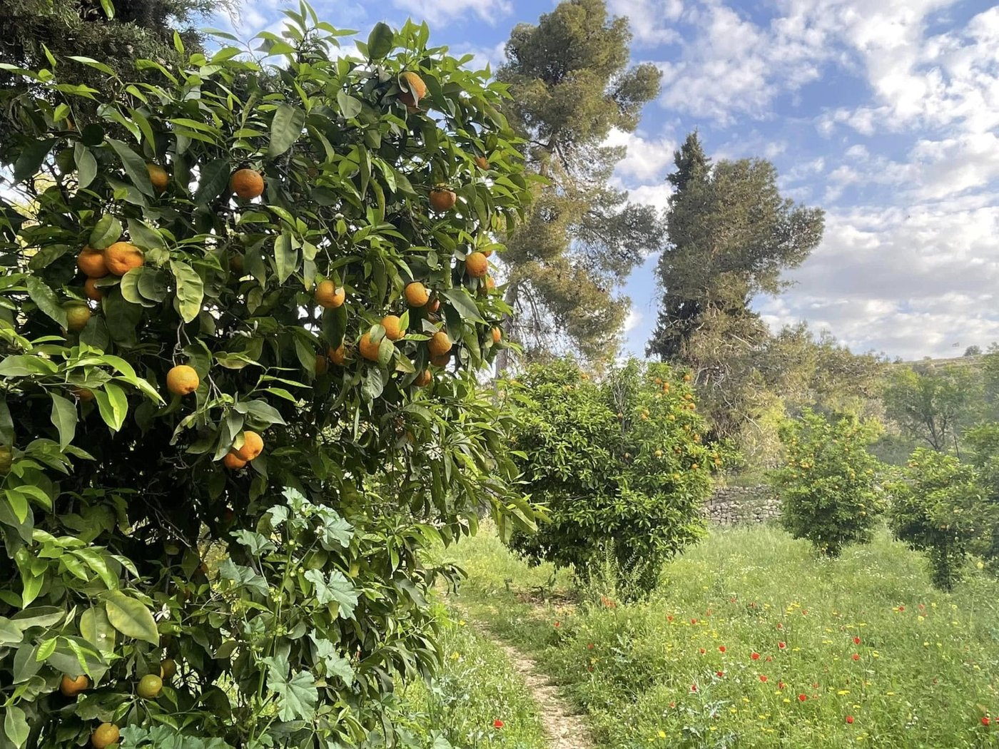 מעין חרשה