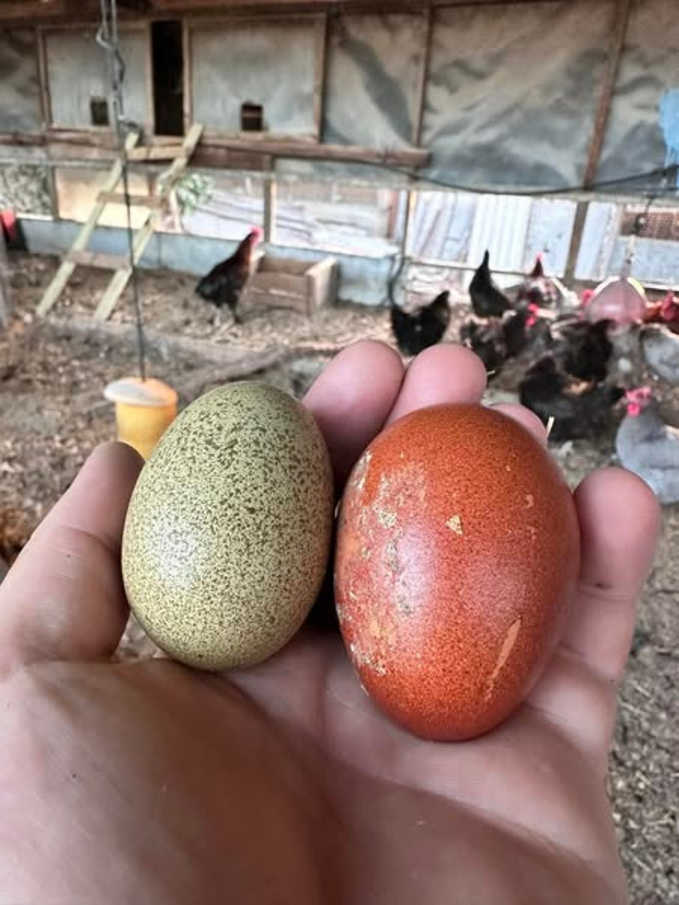 ביצים צבעוניות ומיוחדות של גזעי המראנס