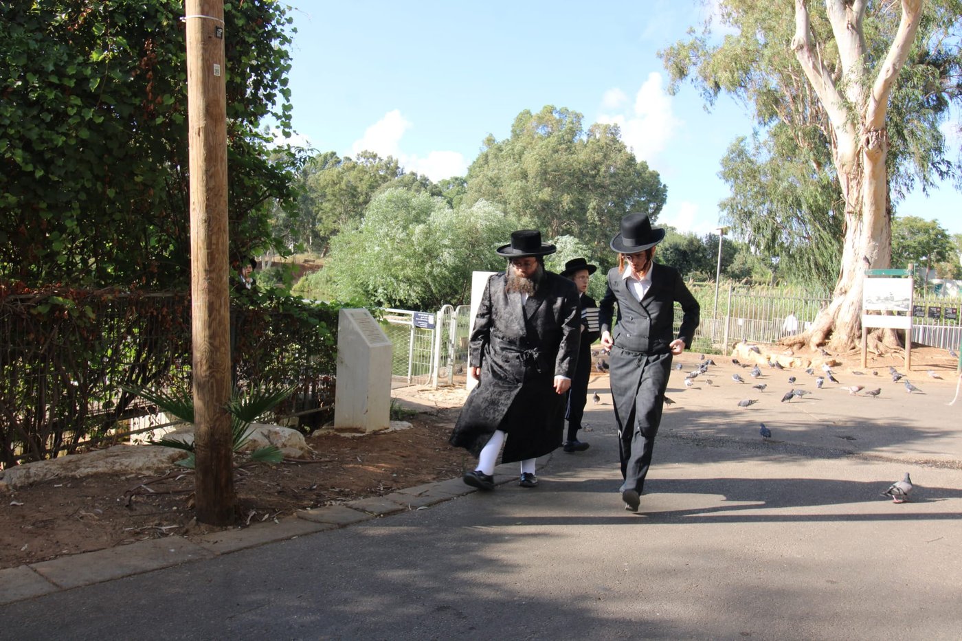  האדמו"ר מצאנז ז'ימגראד בתשליך