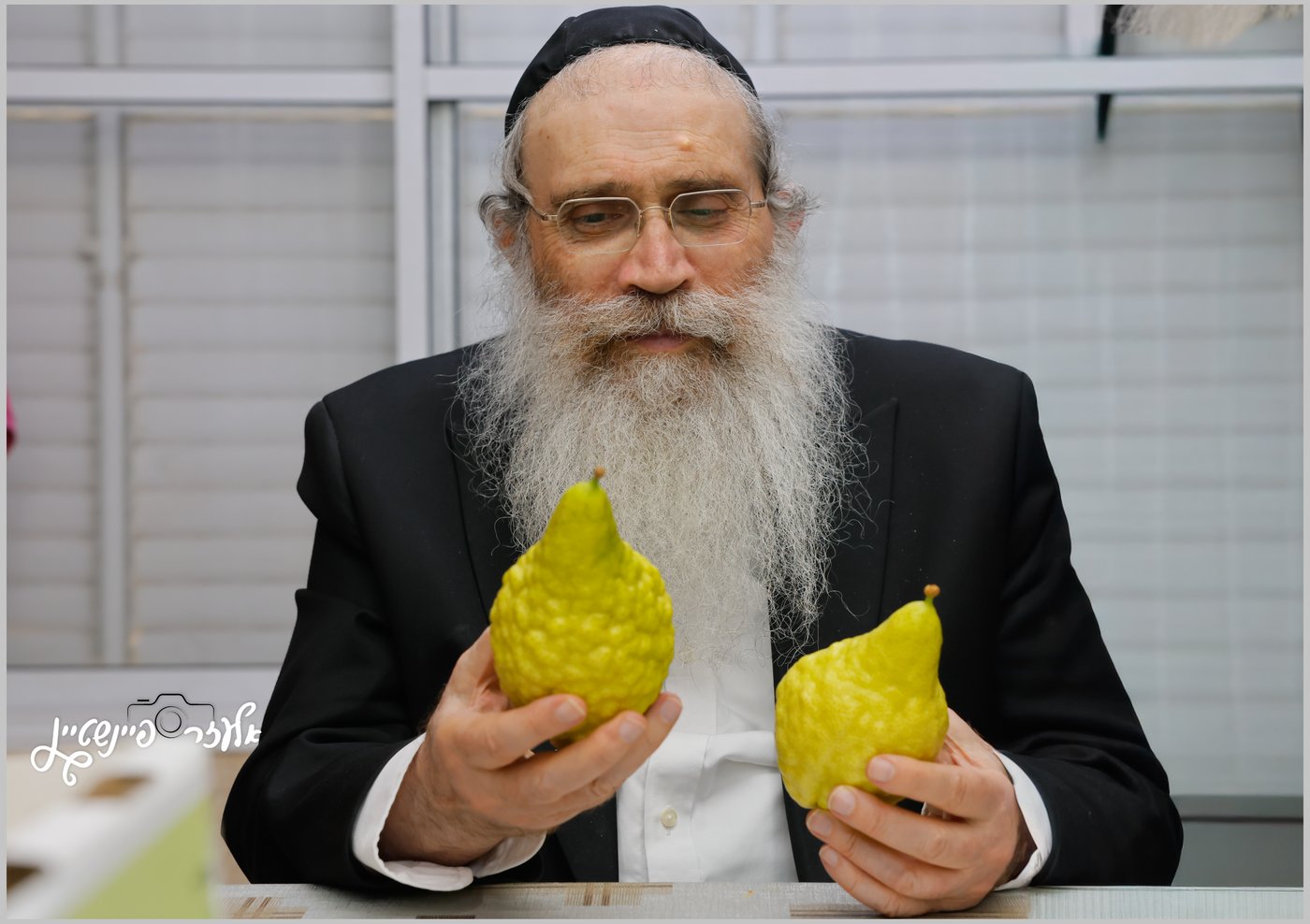 הגאון רבי שרגא שטיינמן בבדיקת אתרוגים